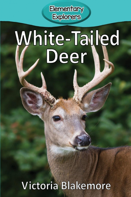 WHITE-TAILED DEER
