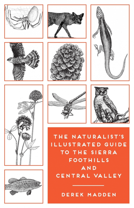 THE NATURALIST?S ILLUSTRATED GUIDE TO THE SIERRA FOOTHILLS A