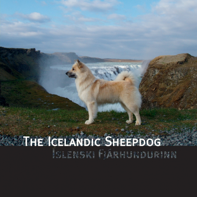 THE ICELANDIC SHEEPDOG