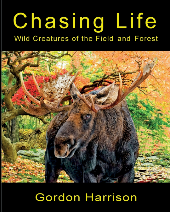 CHASING LIFE