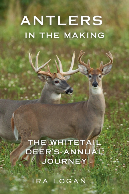 ANTLERS IN THE MAKING