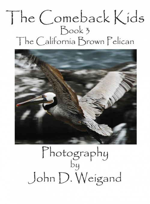 The Comeback Kids, Book 3, the California Brown Pelican