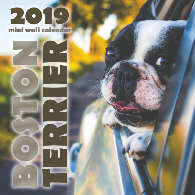 Boston Terrier 2019 Mini Wall Calendar