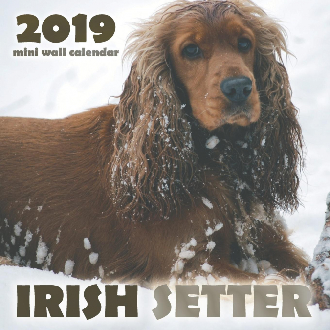 Irish Setter 2019 Mini Wall Calendar