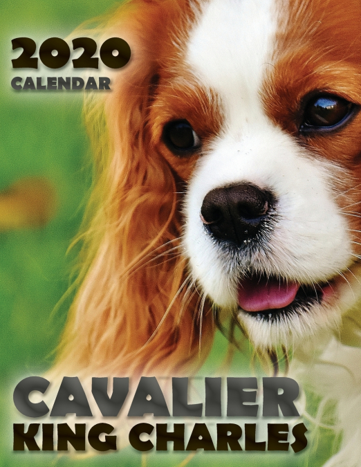 Cavalier King Charles 2020 Calendar