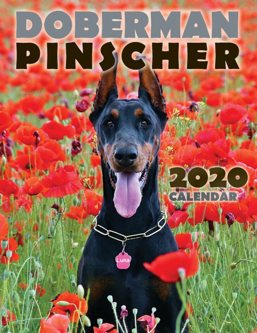 Doberman Pinscher 2020 Calendar