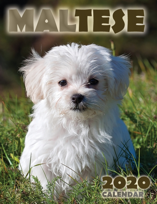 Maltese 2020 Calendar