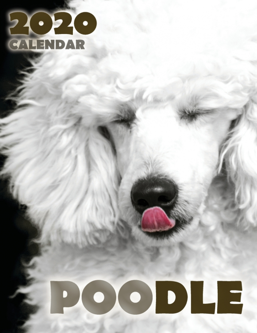 Poodle 2020 Calendar
