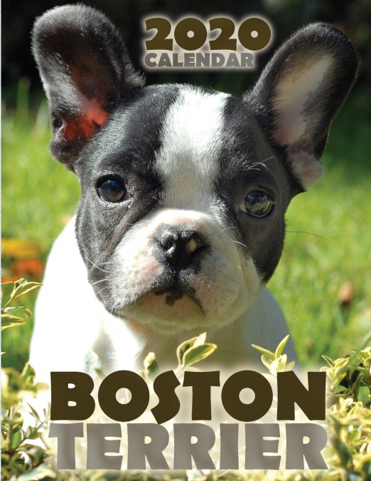 Boston Terrier 2020 Calendar
