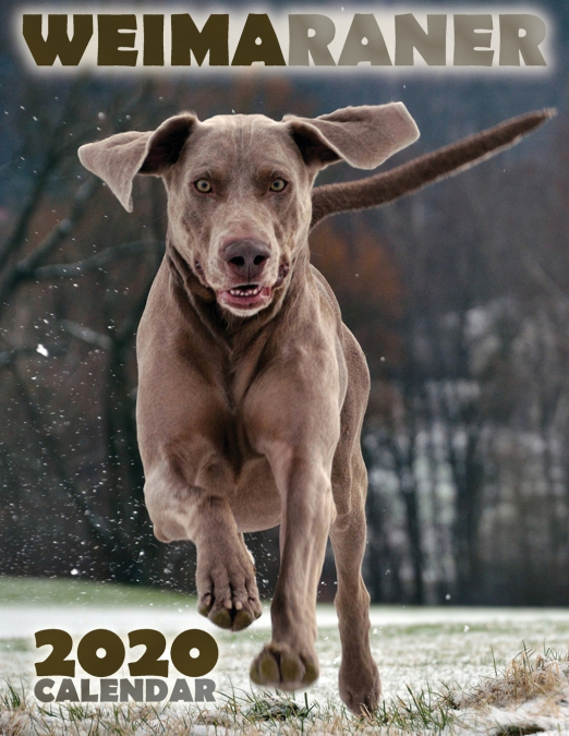 Weimaraner 2020 Calendar