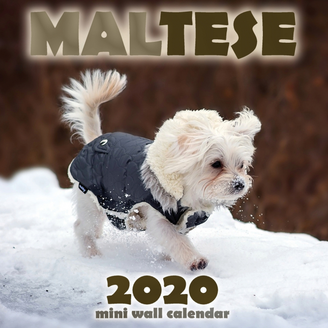 Maltese 2020 Mini Wall Calendar