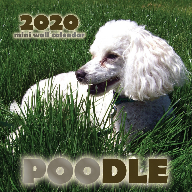 Poodle 2020 Mini Wall Calendar