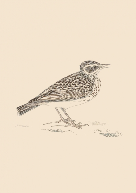 SONNETS FOR BIRDS