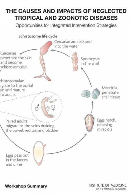The Causes and Impacts of Neglected Tropical and Zoonotic Diseases