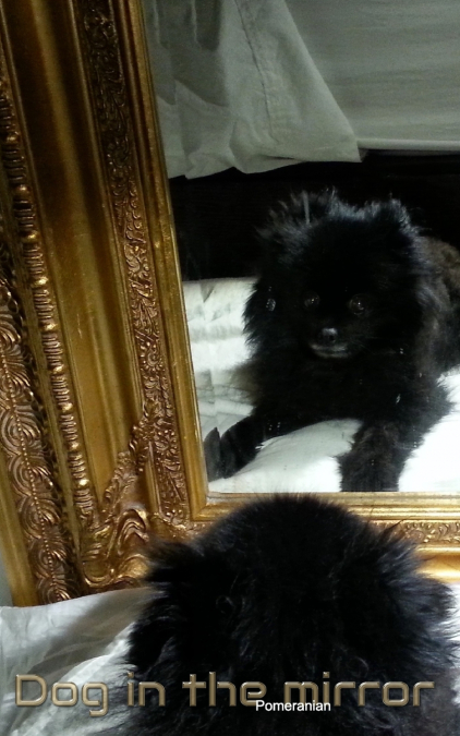 Dog in the Mirror Pomeranian