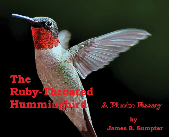 The Ruby-throated Hummingbird