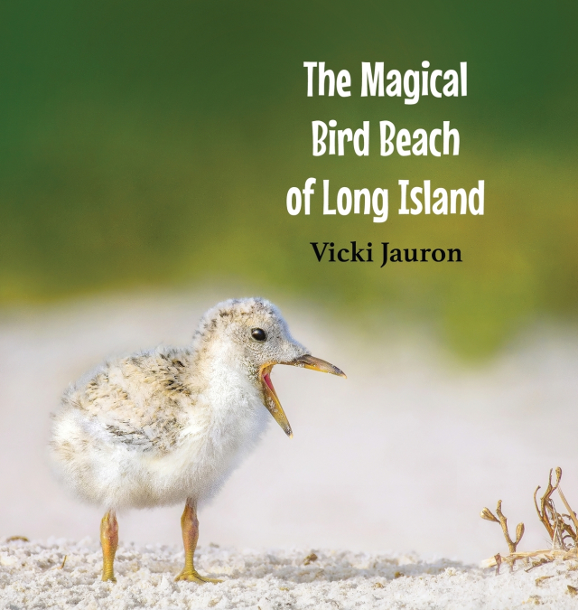 The Magical Bird Beach of Long Island