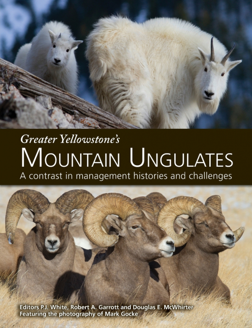 Greater Yellowstone’s Mountain Ungulates