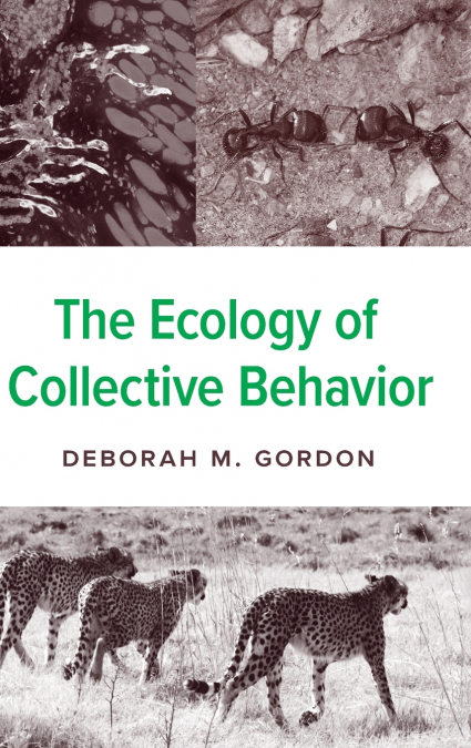 The Ecology of Collective Behavior