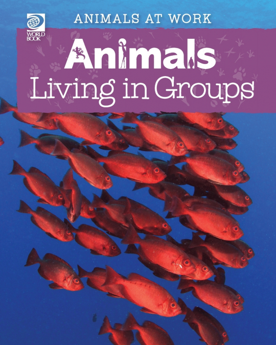 Animals Living in Groups