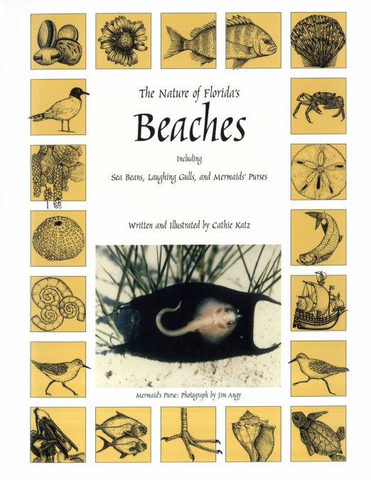 The Nature of Florida’s Beaches