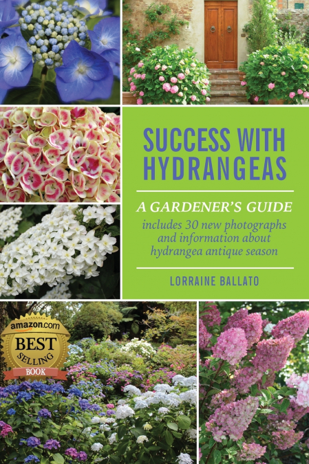 Success With Hydrangeas