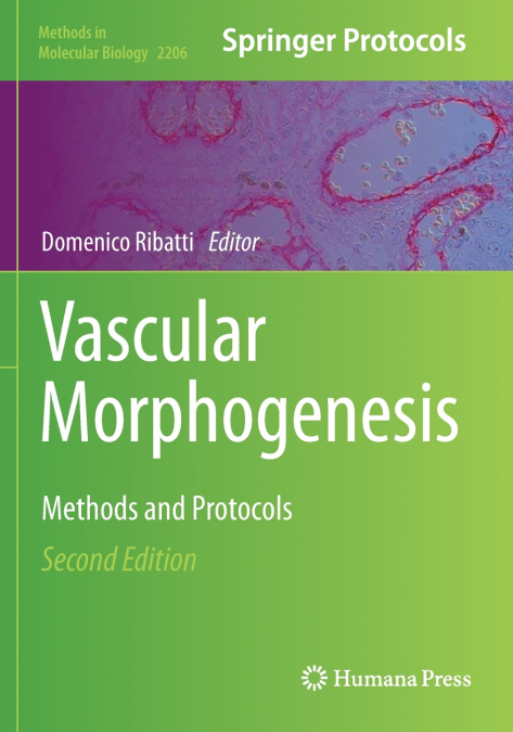 Vascular Morphogenesis