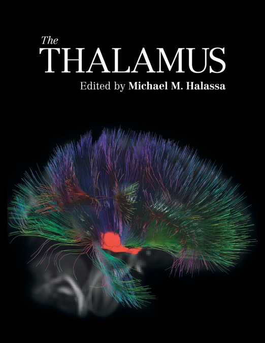 The Thalamus