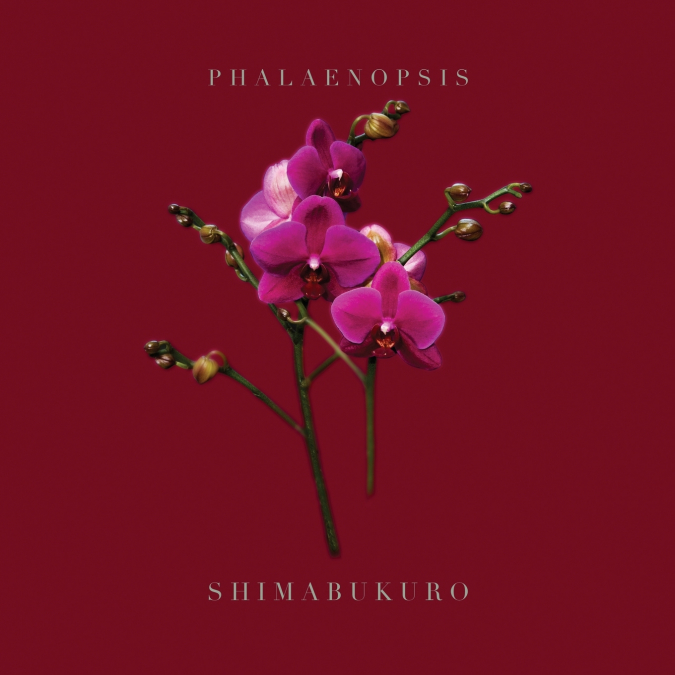 PHALAENOPSIS_SHIMABUKURO