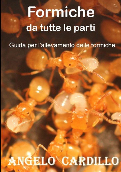 Formiche da tutte le parti - Suggerimenti per l’allevamento di formiche (ECO)