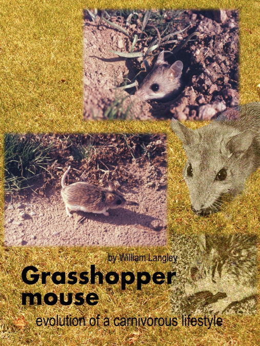 Grasshopper Mouse