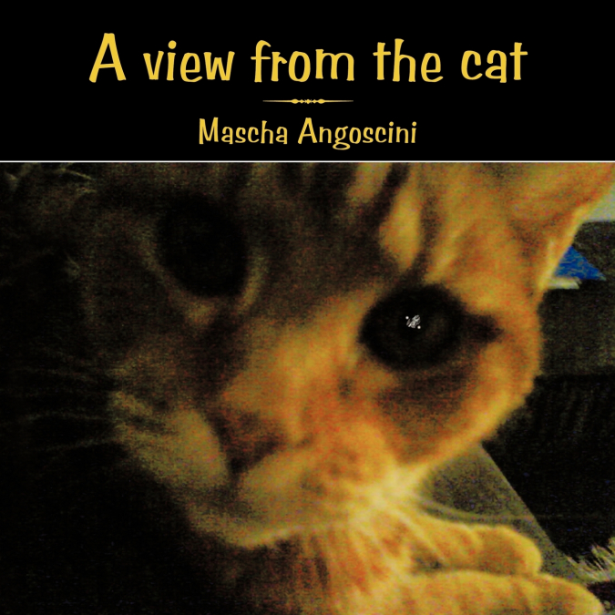 A View from the Cat