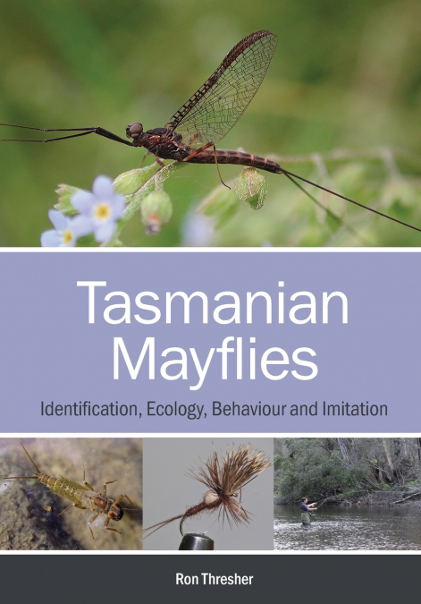 Tasmanian Mayflies