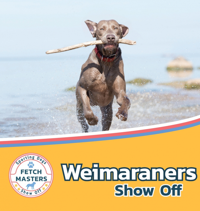 Weimaraners Show Off