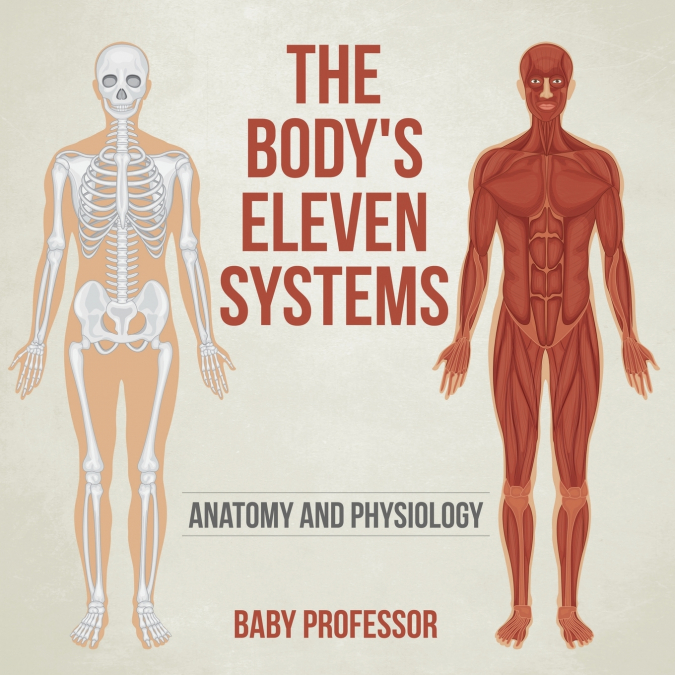 The Body’s Eleven Systems | Anatomy and Physiology