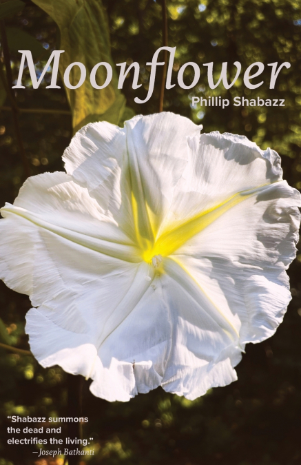 Moonflower