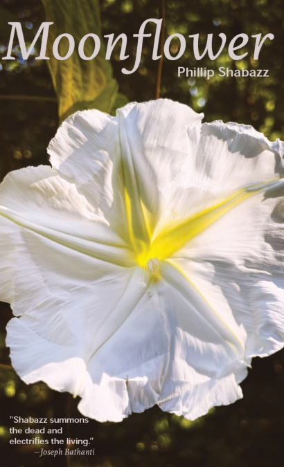 Moonflower