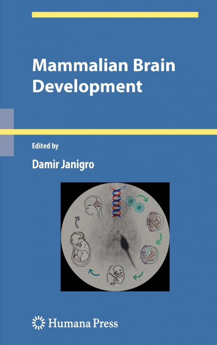 Mammalian Brain Development