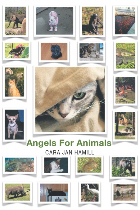 Angels for Animals