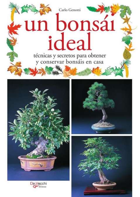 Un bonsái ideal