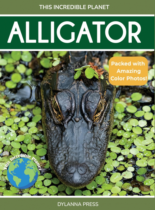 Alligator