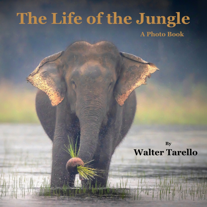 The Life of the Jungle