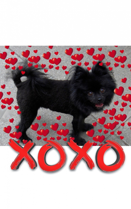 Valentine’s  all Love xoxo Pomeranian creative   blank journal