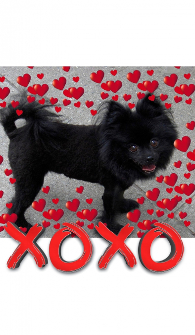 Valentine’s  all Love xoxo Pomeranian creative   blank journal