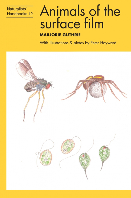 Animals of the surface film