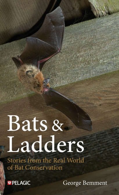Bats & Ladders
