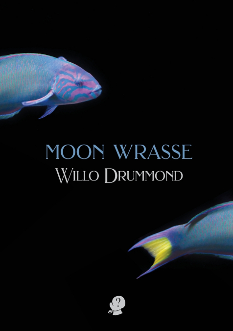 Moon Wrasse