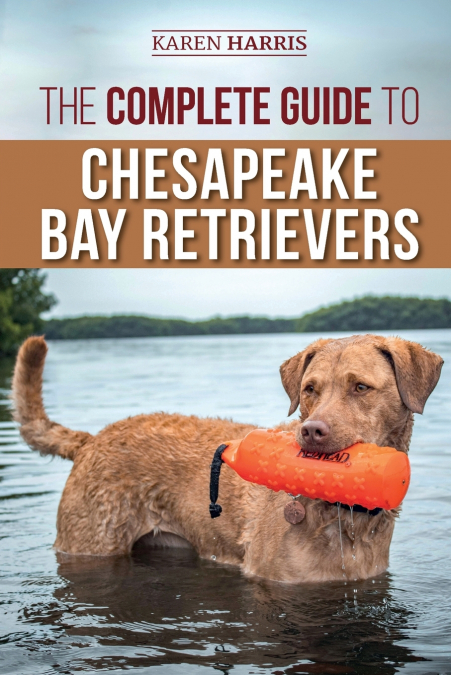 The Complete Guide to Chesapeake Bay Retrievers