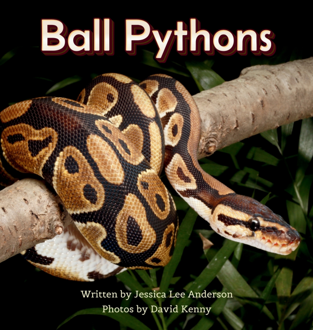 Ball Pythons