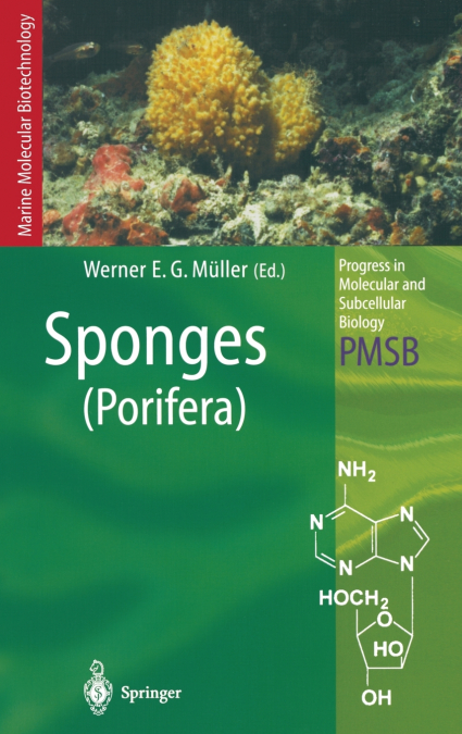 Sponges (Porifera)
